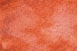Flamingo Orange