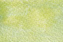 Mimosa Yellow